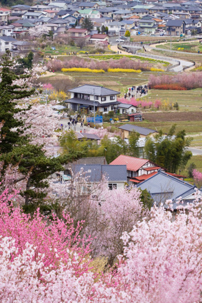 中国最美乡村－青岛浮山樱花小镇